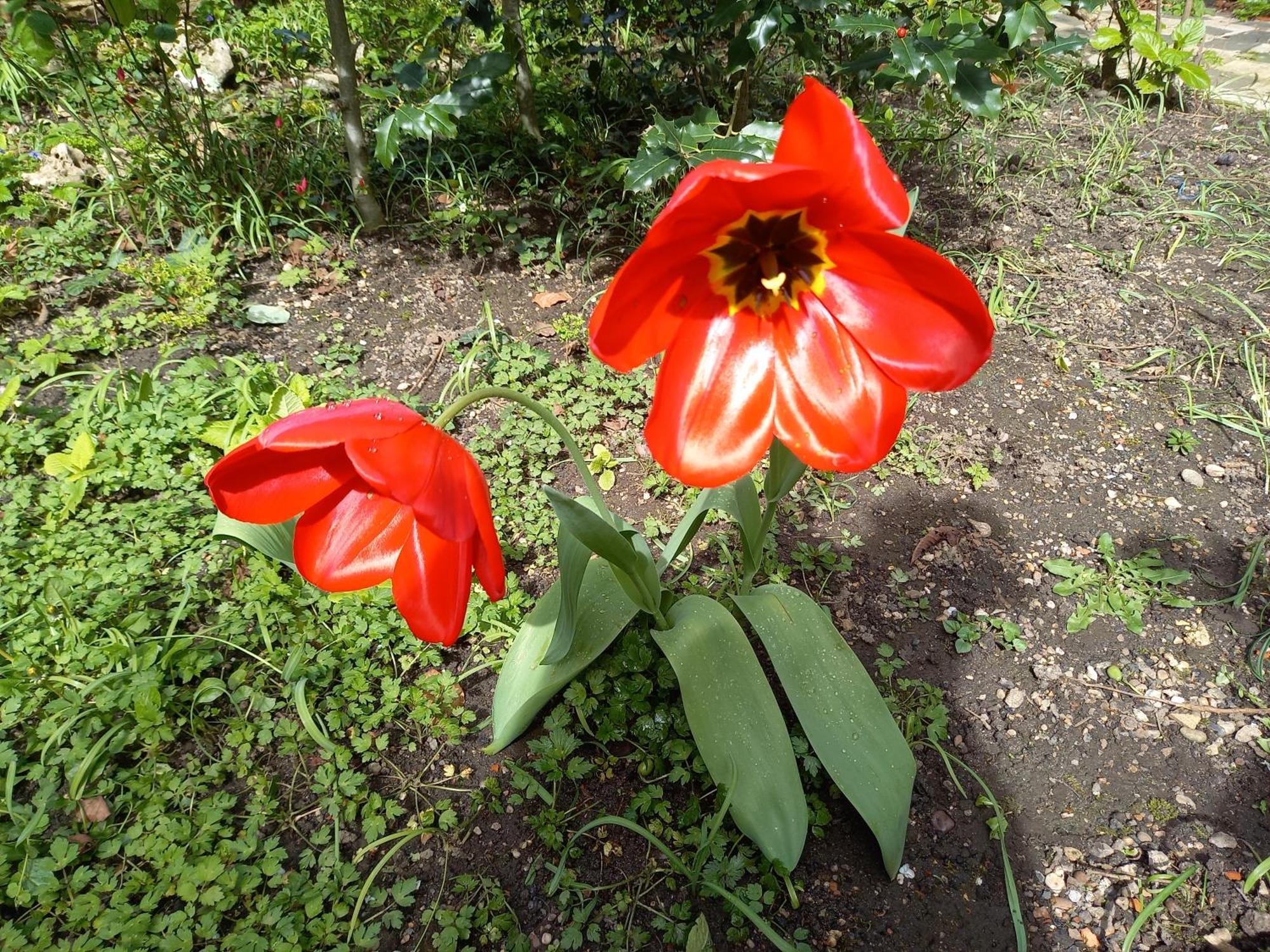 La Teranga De Kadi & Cathy, Avec Jardin Privatif Lägenhet Nancy Exteriör bild